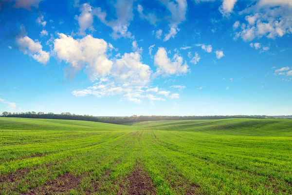 Grüne Wiese, blauer Himmel und Sonne. — Stockfoto