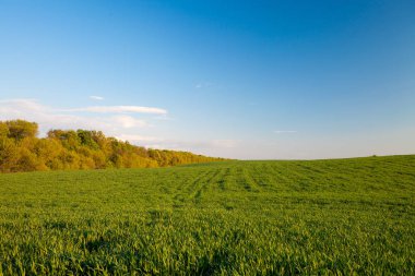 Yeşil tarla, mavi gökyüzü ve güneş.