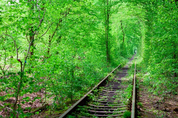 Un ferrocarril en el túnel del bosque de primavera del amor — Foto de Stock