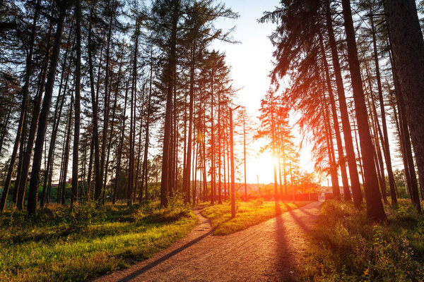 beautiful green forest