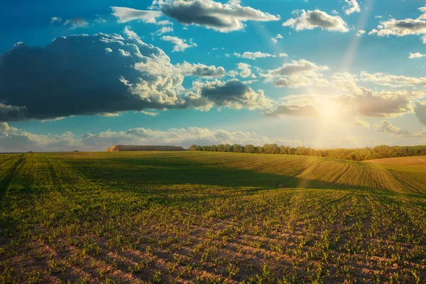 Campo Verde Céu Azul Sol — Fotografia de Stock