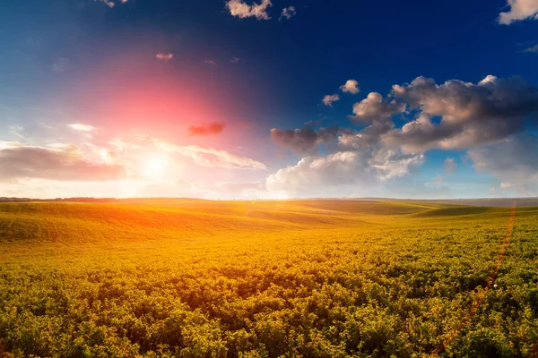 Green Field Blue Sky Sun — Stock Photo, Image