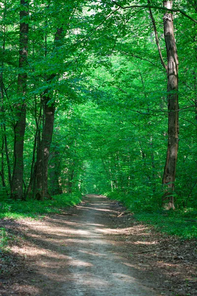 Bela floresta verde — Fotografia de Stock