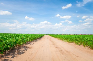 Yeşil tarla, mavi gökyüzü ve güneş