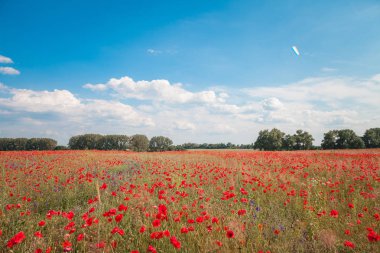 Kırmızı haşhaş tarlası