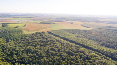 Orman arka plan. Drone bakış açısı