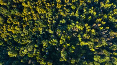Orman arka plan. Drone bakış açısı.