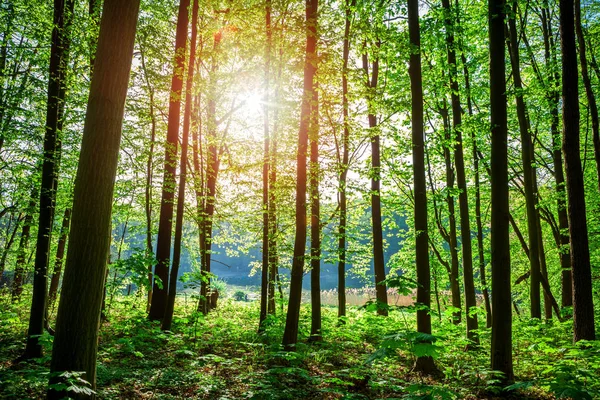 Schöner grüner Wald — Stockfoto