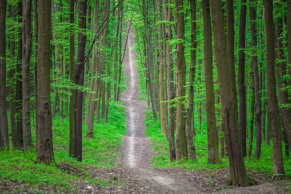 Hermoso bosque verde —  Fotos de Stock