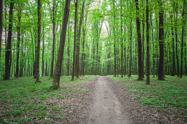 Bela floresta verde — Fotografia de Stock