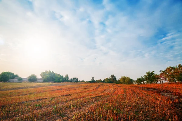 Champ vert, ciel bleu et soleil. — Photo