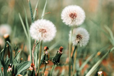 Karahindiba tohum uzaklıktadır rüzgarda 