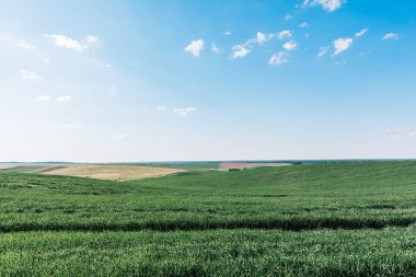 Yeşil tarla, mavi gökyüzü ve güneş.