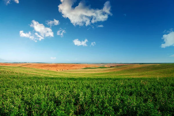 Grüne Wiese und schöner Sonnenuntergang — Stockfoto