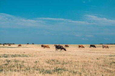 İnekler sarı tarlada ve mavi gökyüzünde.