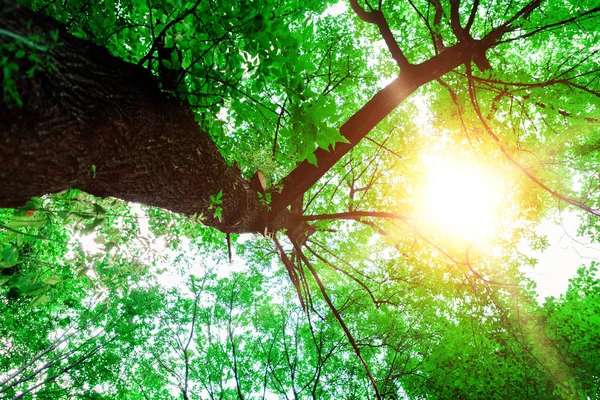 Floresta árvores natureza verde madeira fundos de luz solar — Fotografia de Stock