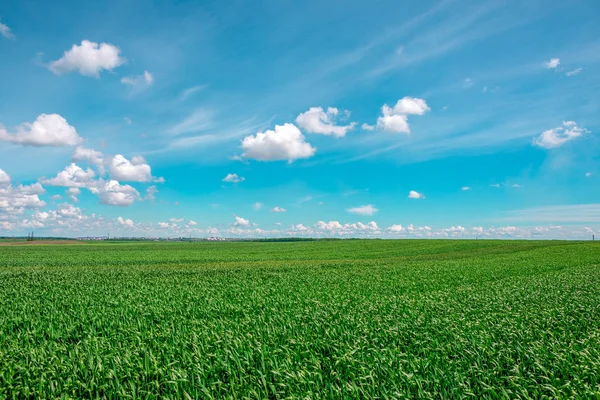 Green Field and Beautiful Sunset — Stock Photo, Image