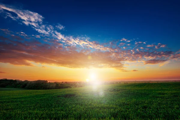 Grüne Wiese und schöner Sonnenuntergang — Stockfoto