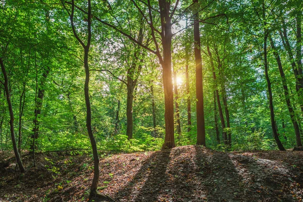 Belle forêt verte printanière matinale — Photo