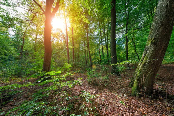 Bela manhã primavera floresta verde — Fotografia de Stock