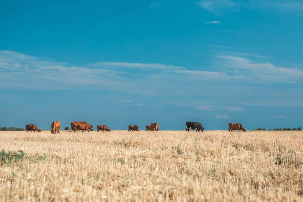 Krowy na żółtym polu i błękitne niebo. — Zdjęcie stockowe