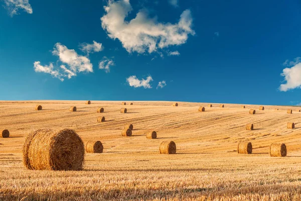 Campo de trigo após colheita com fardos de palha ao pôr do sol — Fotografia de Stock