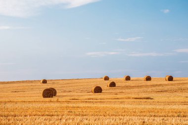 Gün batımında saman balyalarıyla hasat üstüne buğday tarlası.