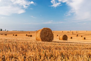 Gün batımında saman balyalarıyla hasat üstüne buğday tarlası.