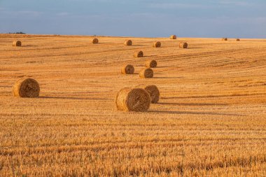 Gün batımında saman balyalarıyla hasat üstüne buğday tarlası.