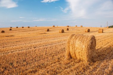 Gün batımında saman balyalarıyla hasat üstüne buğday tarlası.