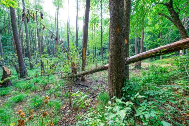 Ormanda devrilmiş ağaçlar