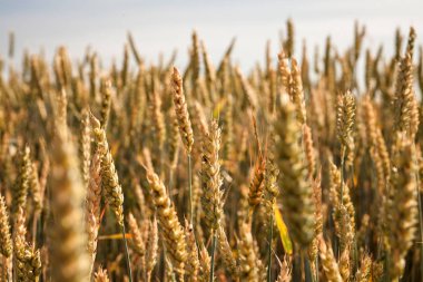 Mavi gökyüzü ile altın buğday tarlası