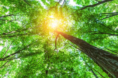 Yazın güzel yeşil orman