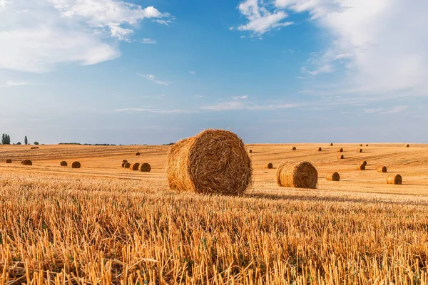 Weizenfeld nach der Ernte mit Strohballen bei Sonnenuntergang — Stockfoto