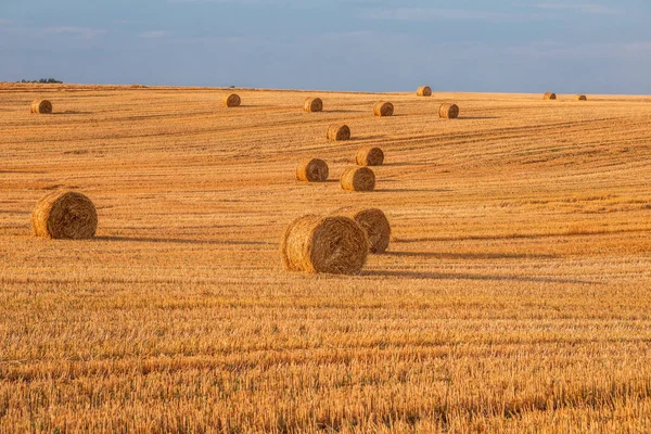 Gün batımında saman balyalarıyla hasat üstüne buğday tarlası.