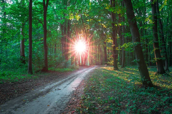 Árboles forestales. naturaleza madera verde luz del sol fondo —  Fotos de Stock