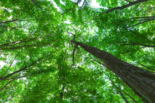 Bella foresta verde in estate — Foto Stock