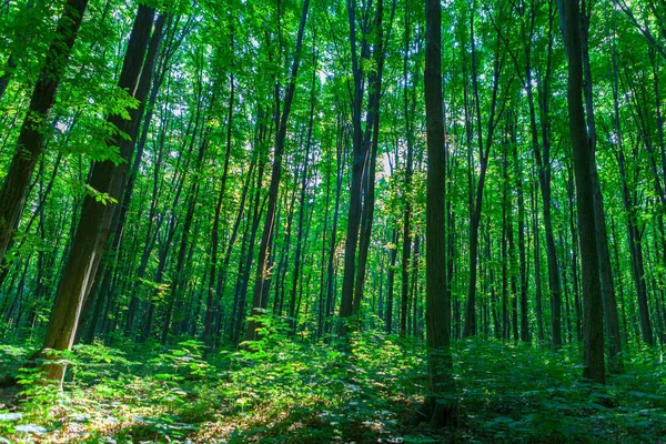 Waldbäume. Natur grün Holz Sonnenlicht Hintergründe — Stockfoto