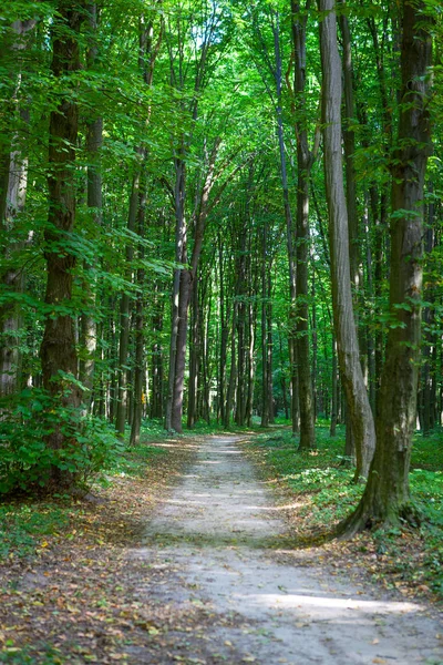 森の木。緑の木漏れ日の背景 — ストック写真