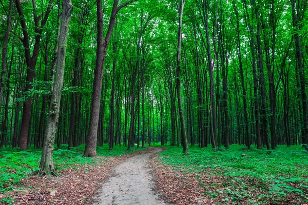 Árboles forestales. naturaleza madera verde luz del sol fondos — Foto de Stock