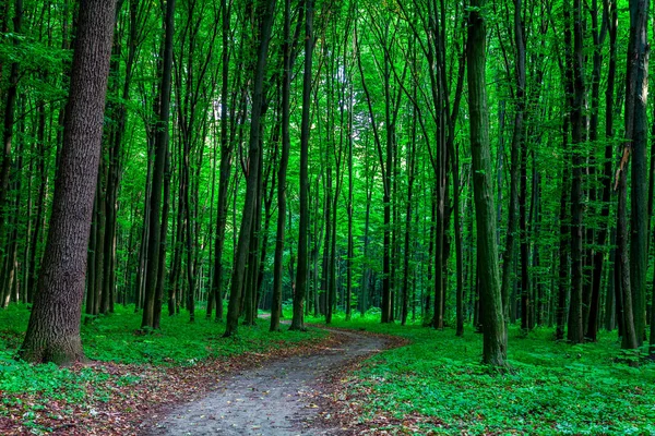 Bosbomen. natuur groen hout zonlicht achtergronden — Stockfoto