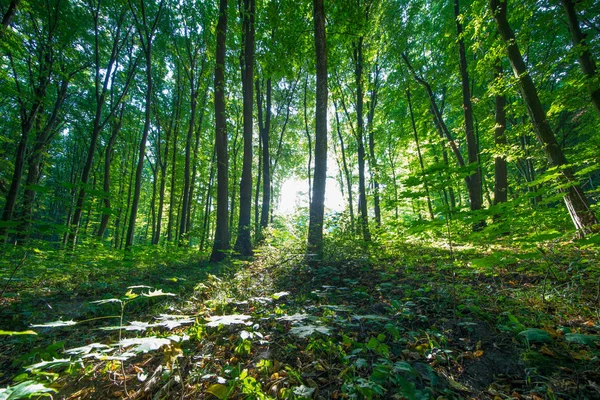 Lesní stromy. příroda zelené dřevo slunce pozadí — Stock fotografie