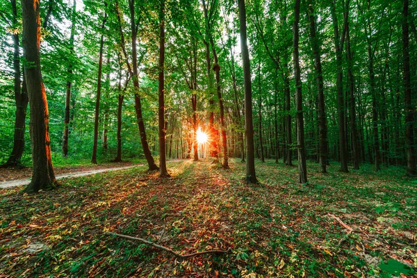 Árboles forestales. naturaleza madera verde luz del sol fondo — Foto de Stock