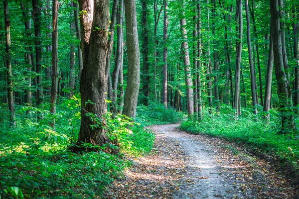 Florestas. natureza verde madeira luz solar fundo — Fotografia de Stock