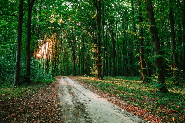 Árboles forestales. naturaleza madera verde luz del sol fondo —  Fotos de Stock