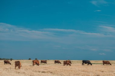 İnekler sarı tarlada ve mavi gökyüzünde.