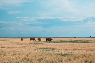 İnekler sarı tarlada ve mavi gökyüzünde.