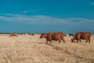 İnekler sarı tarlada ve mavi gökyüzünde.