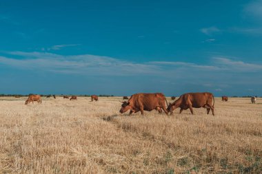 İnekler sarı tarlada ve mavi gökyüzünde.