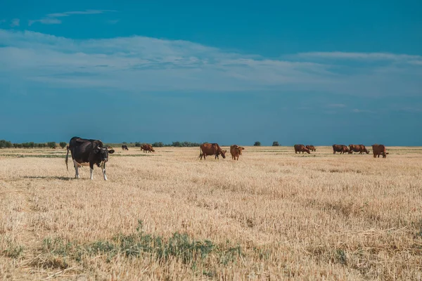 Krowy na żółtym polu i błękitne niebo. — Zdjęcie stockowe